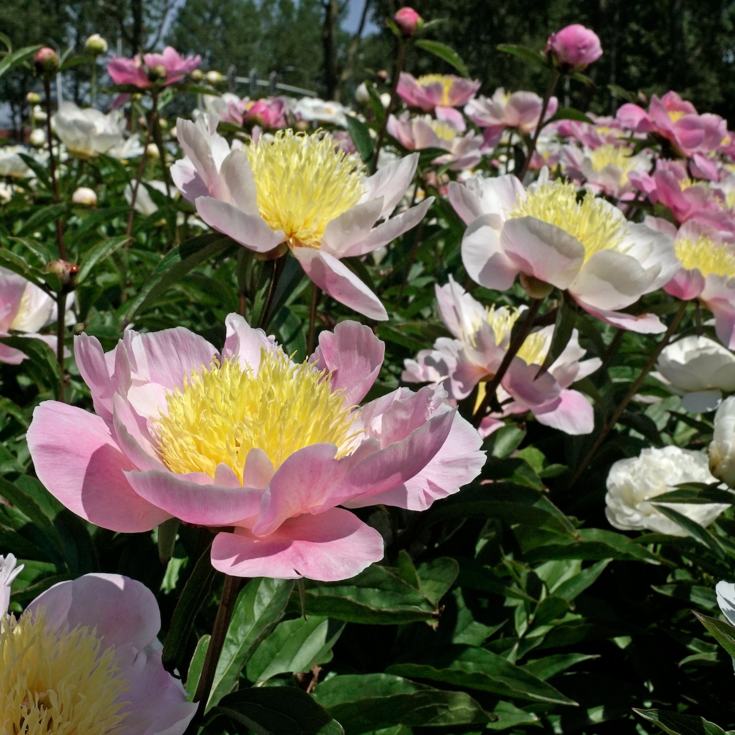 Peony Bowl of Beauty - meerkleurige pioenroos - Fluwel
