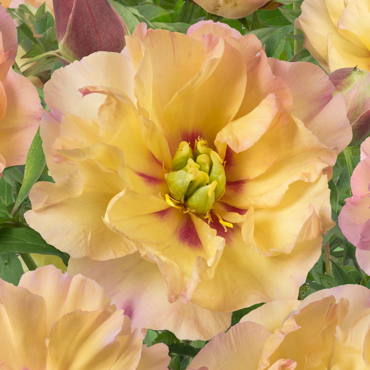 Peony Canary Brilliants (Itoh) - Peonies - Fluwel