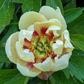 Peony Canary Brilliants (Itoh) - Peonies - Fluwel