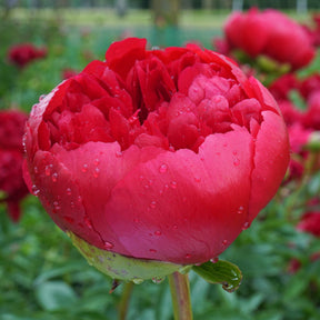 Peony Command Performance - Peonies - Fluwel