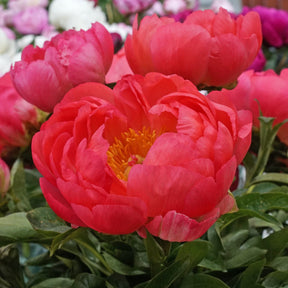 Peony Coral Sunset - Peonies - Fluwel