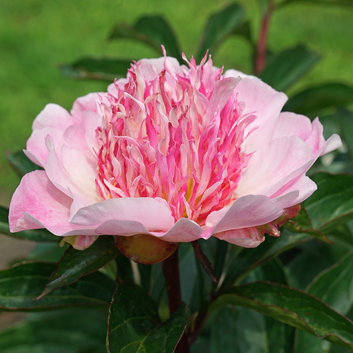 Peony Do Tell - roze pioenroos - Fluwel