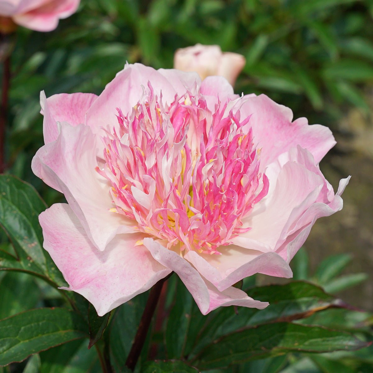 Peony Do Tell - roze pioenroos - Fluwel