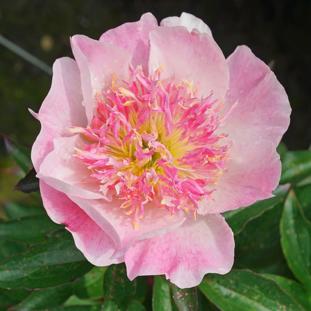 Peony Do Tell - Peonies - Fluwel