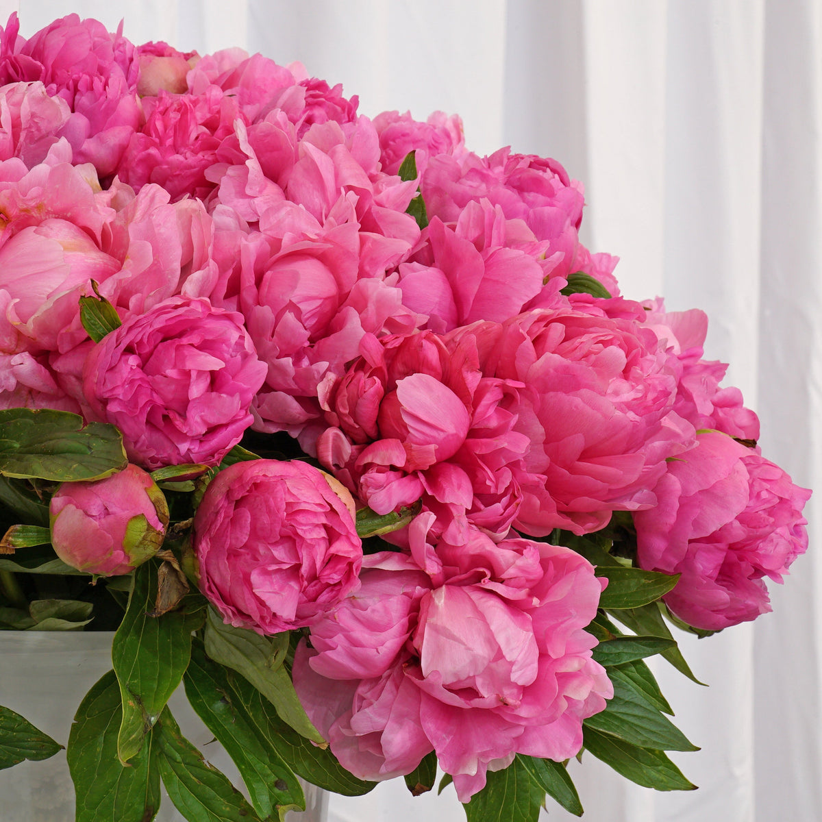 Peony Early Flamingo - Peonies - Fluwel