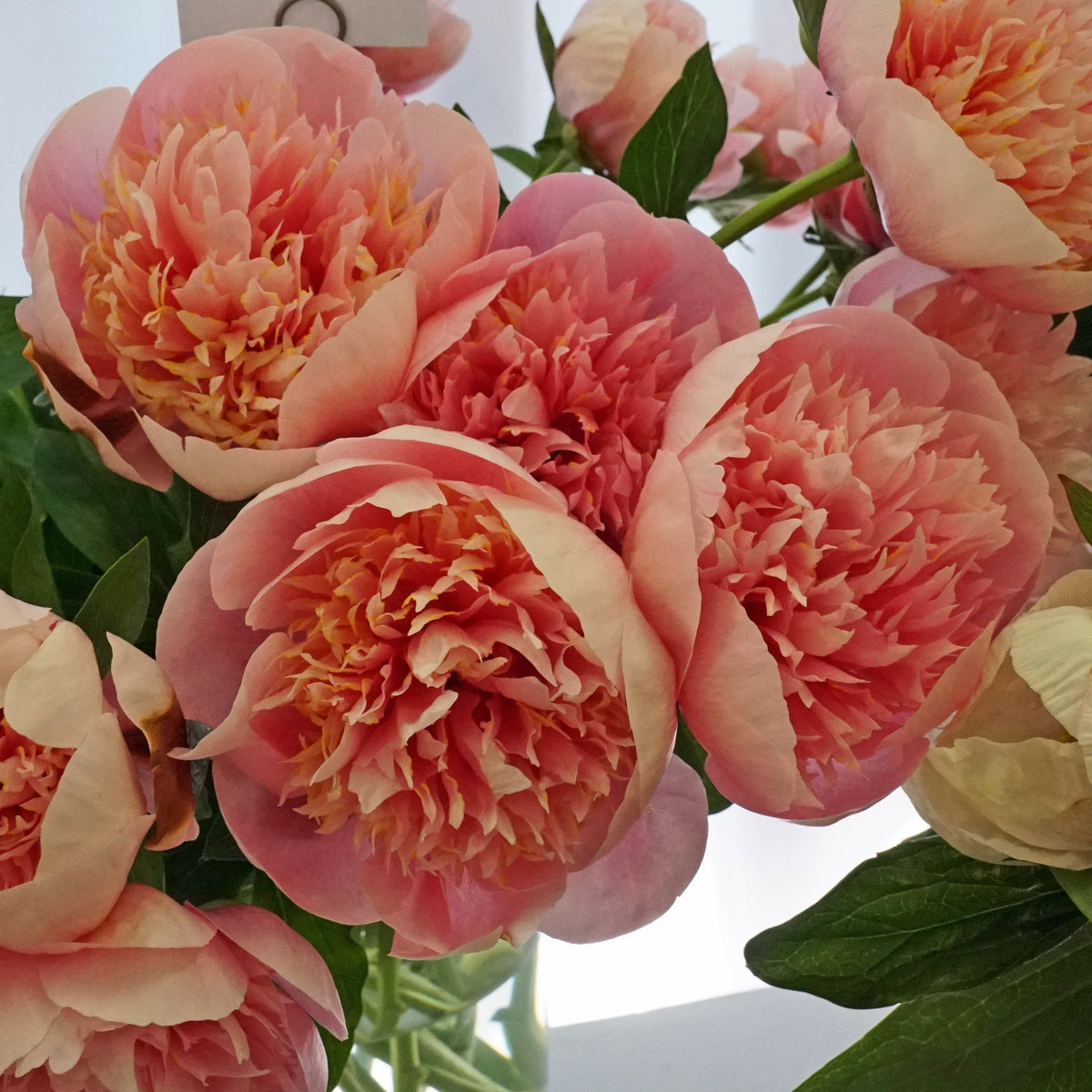 Peony Etched Salmon - Peonies - Fluwel