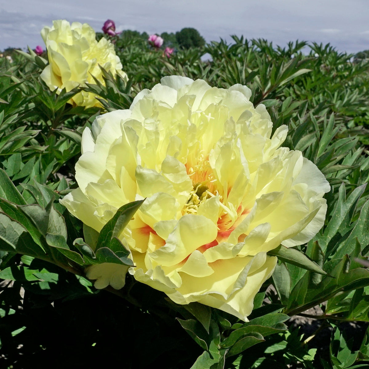 Peony Garden Treasure (Itoh) - Peonies - Fluwel