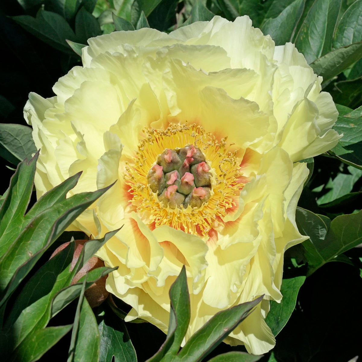 Peony Garden Treasure (Itoh) - meerkleurige pioenroos - Fluwel