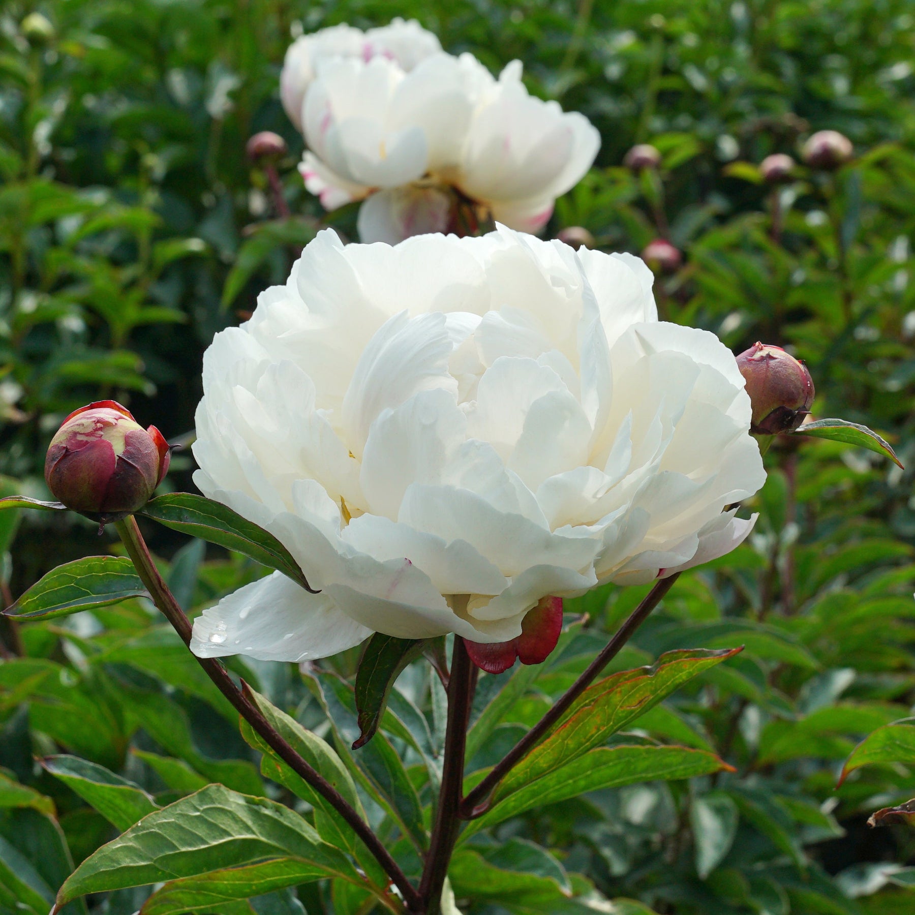 gardenia peony plant Peony Gardenia | per 1 piece