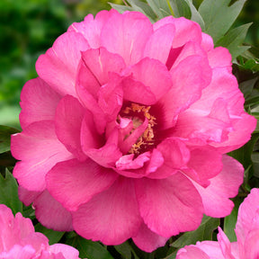 Peony Julia Rose (Itoh) - Peonies - Fluwel