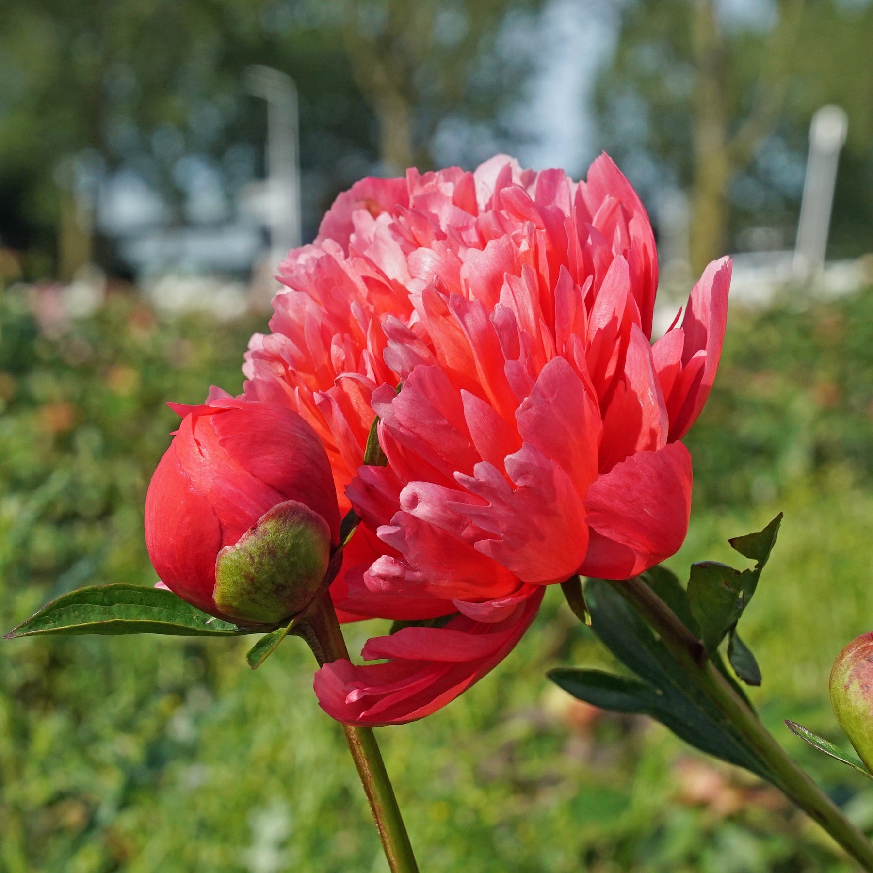 Peony Lorelei - Peonies - Fluwel