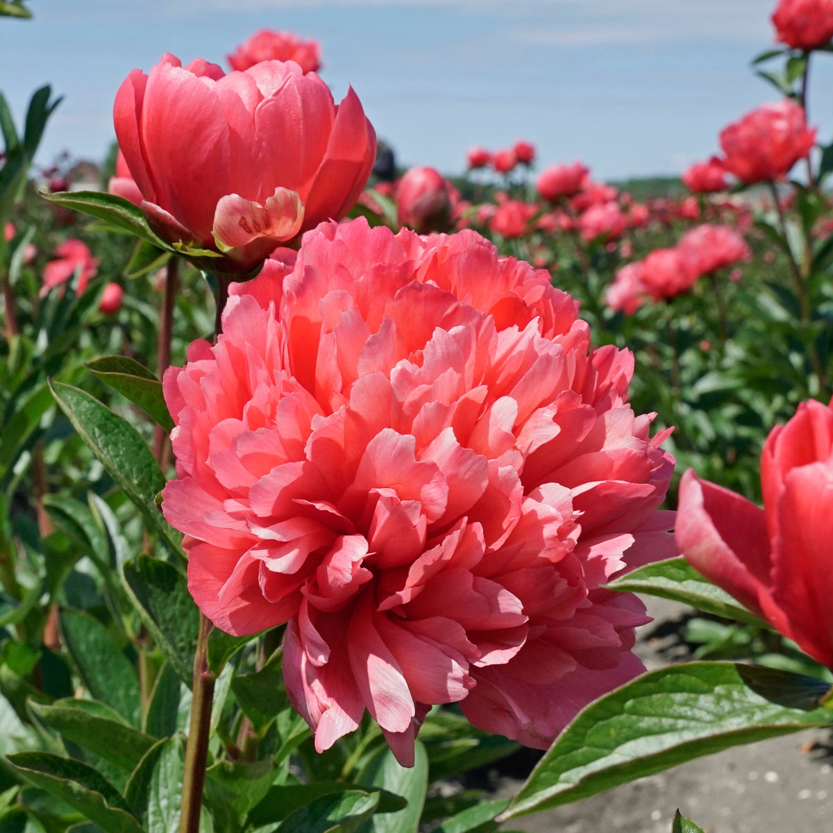 Peony Lorelei - Peonies - Fluwel