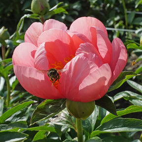 Peony Lovely Rose - Peonies - Fluwel