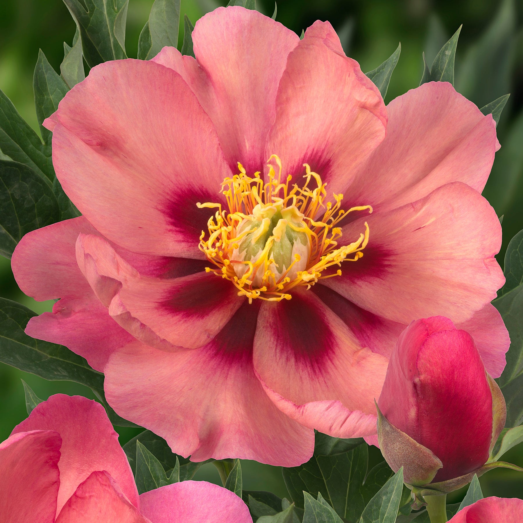 Peony Old Rose Dandy (Itoh) - Peonies - Fluwel