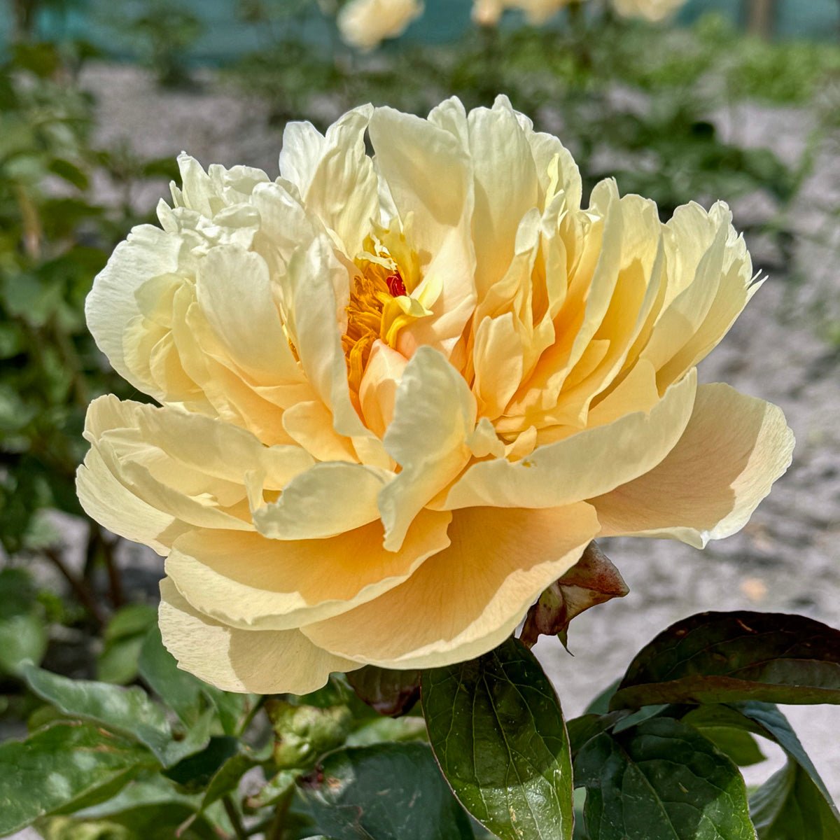 Peony Pastelelegance - Peonies - Fluwel