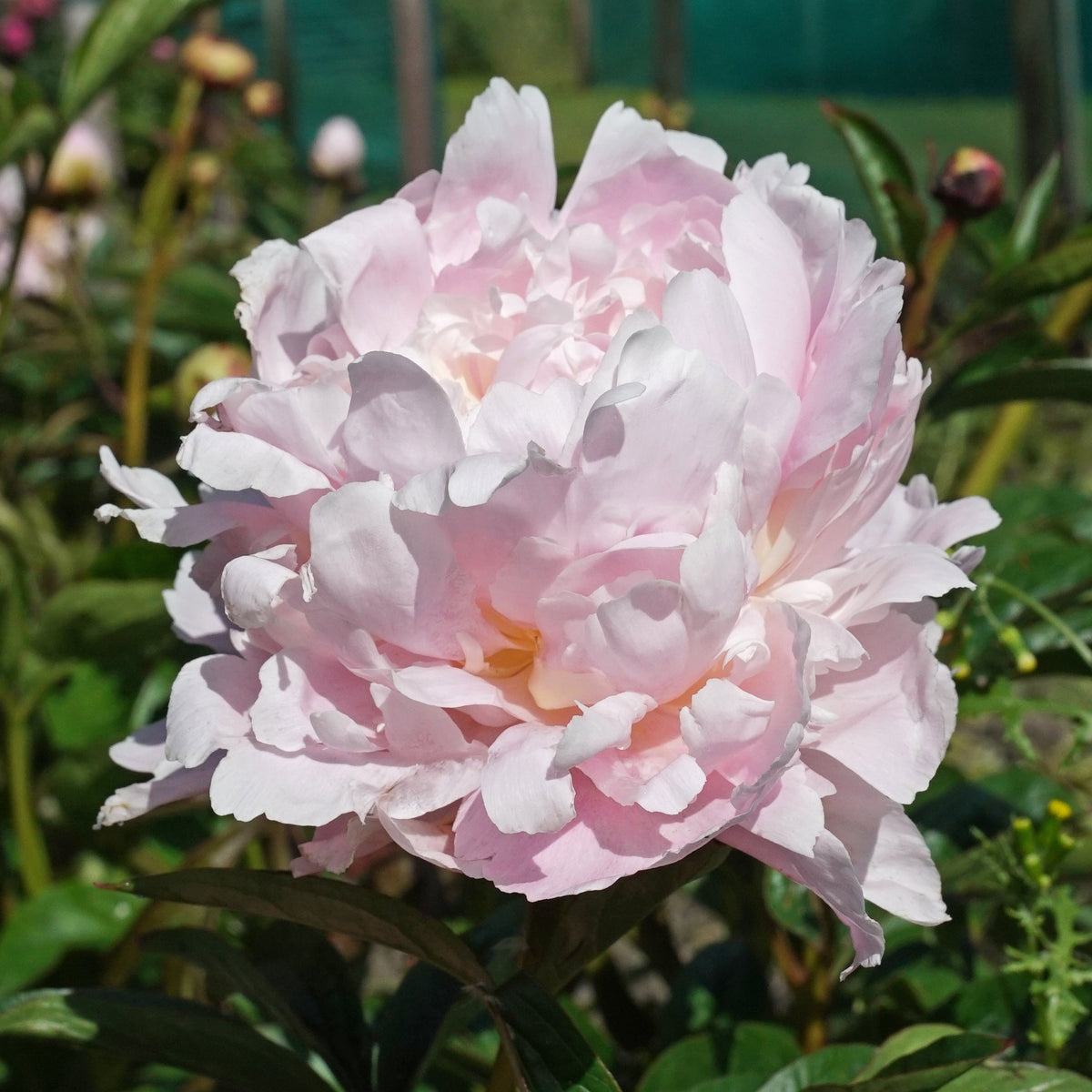 Peony Pillow Talk - roze pioenroos - Fluwel