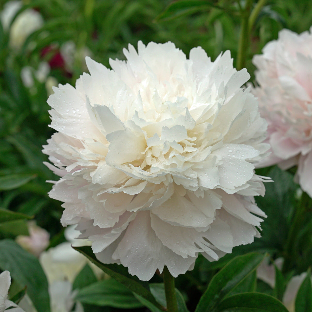 Peony Pillow Talk - roze pioenroos - Fluwel