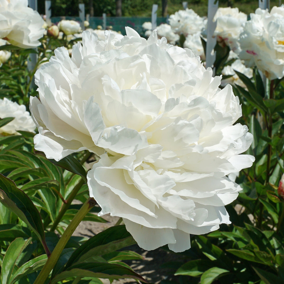 Peony Puffed Cotton - Peonies - Fluwel