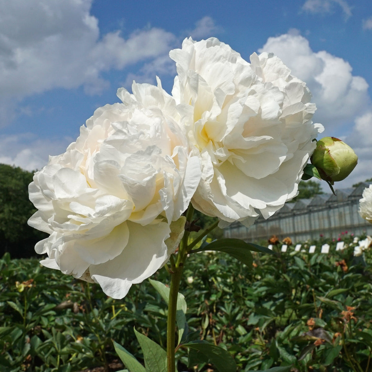 Peony Puffed Cotton - witte pioenroos - Fluwel