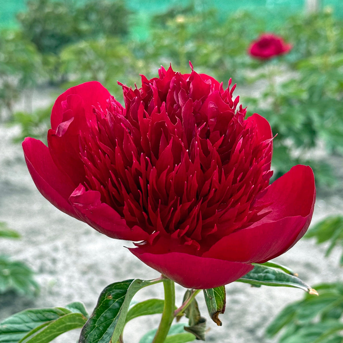Peony Red Charm - rode pioenroos - Fluwel