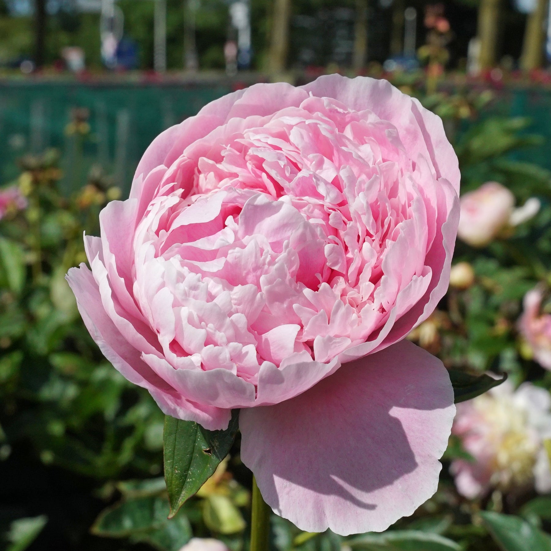 Peony Sarah Bernhardt - Peonies - Fluwel