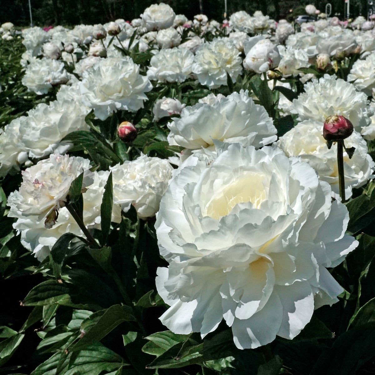 Peony Shirley Temple - witte pioenroos - Fluwel