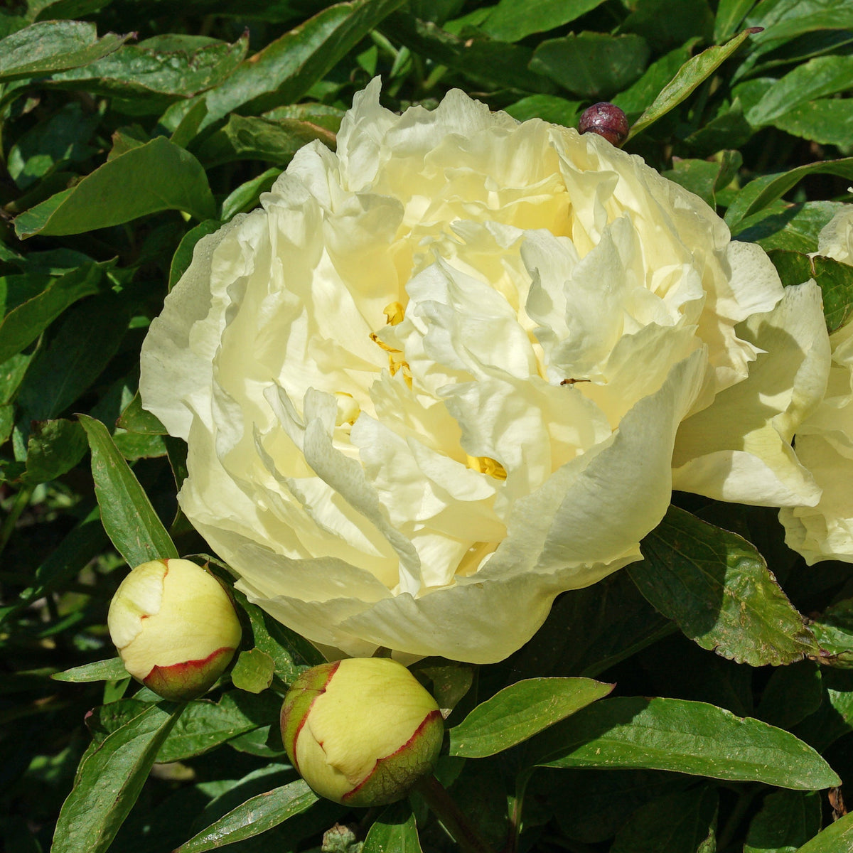 Peony Sunny Girl - gele pioenroos - Fluwel