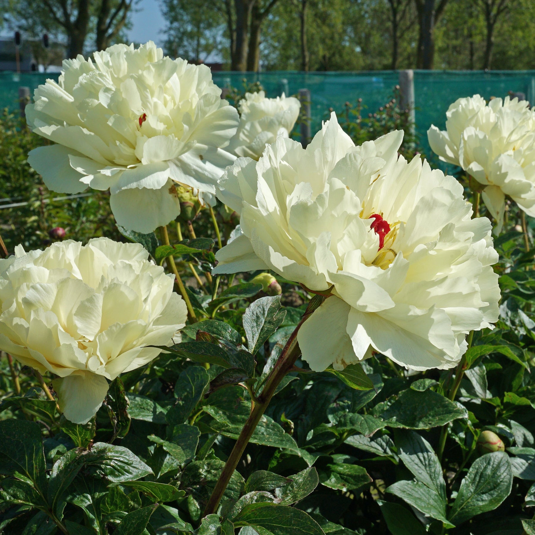 Peony Vanilla Schnapps - Peonies - Fluwel