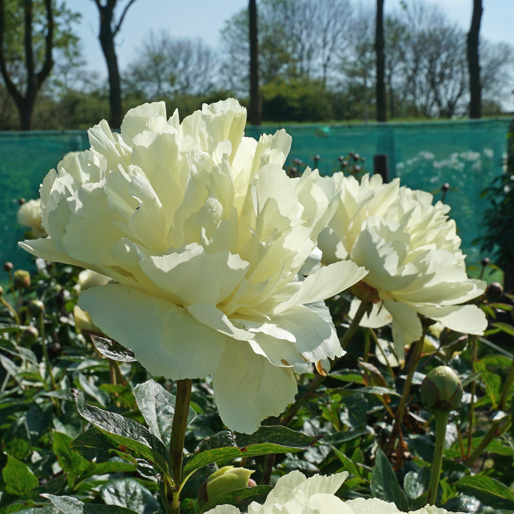 Peony Vanilla Schnapps - Peonies - Fluwel