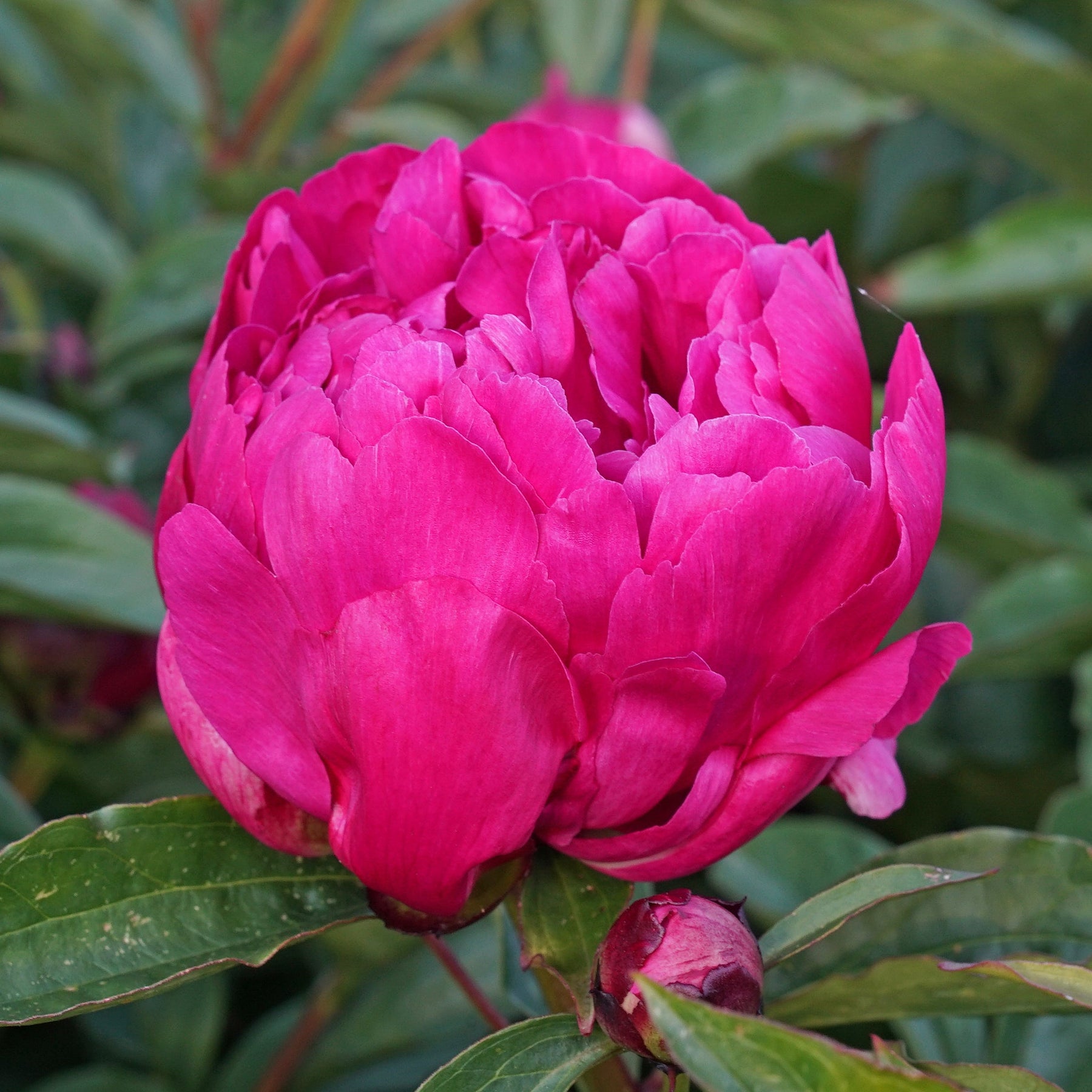 Peony Victoire de la Marne - Peonies - Fluwel