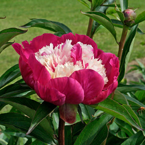 Peony White Cap - Peonies - Fluwel