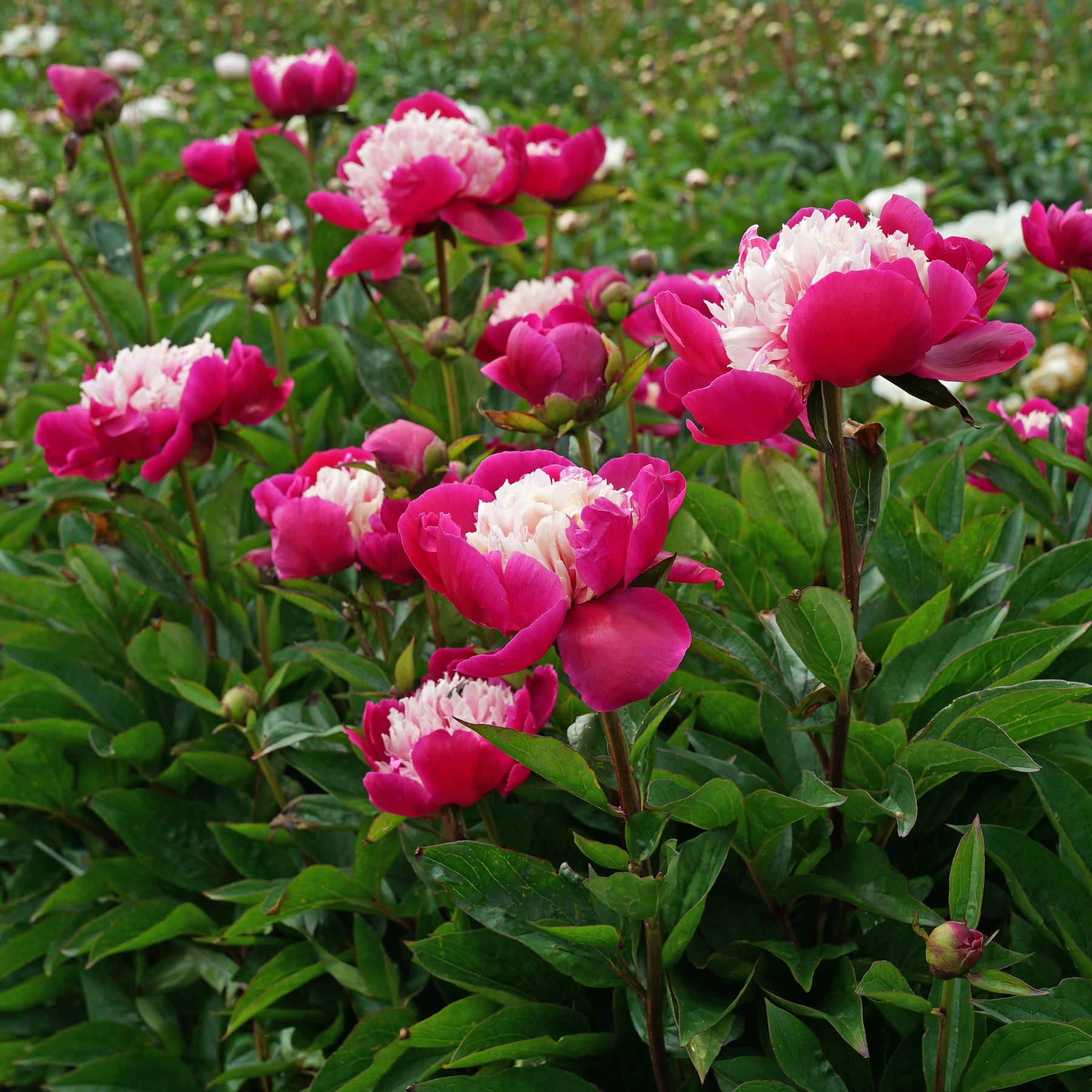Peony White Cap - Peonies - Fluwel