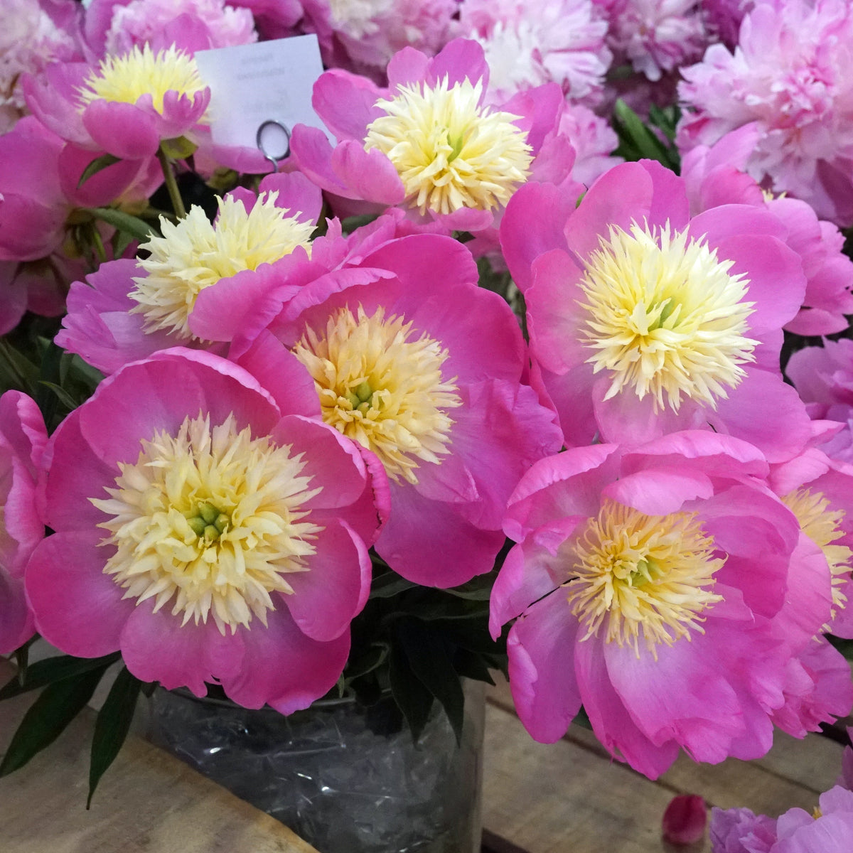 Peony Wladyslawa - meerkleurige pioenroos - Fluwel
