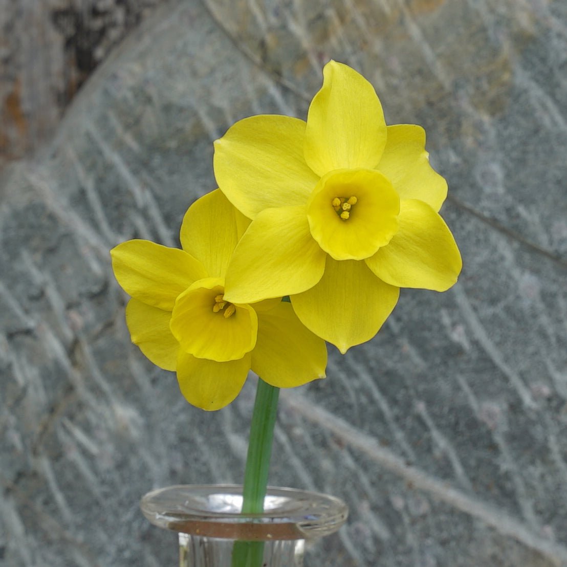 Pequenita - Special Narcissus - Fluwel