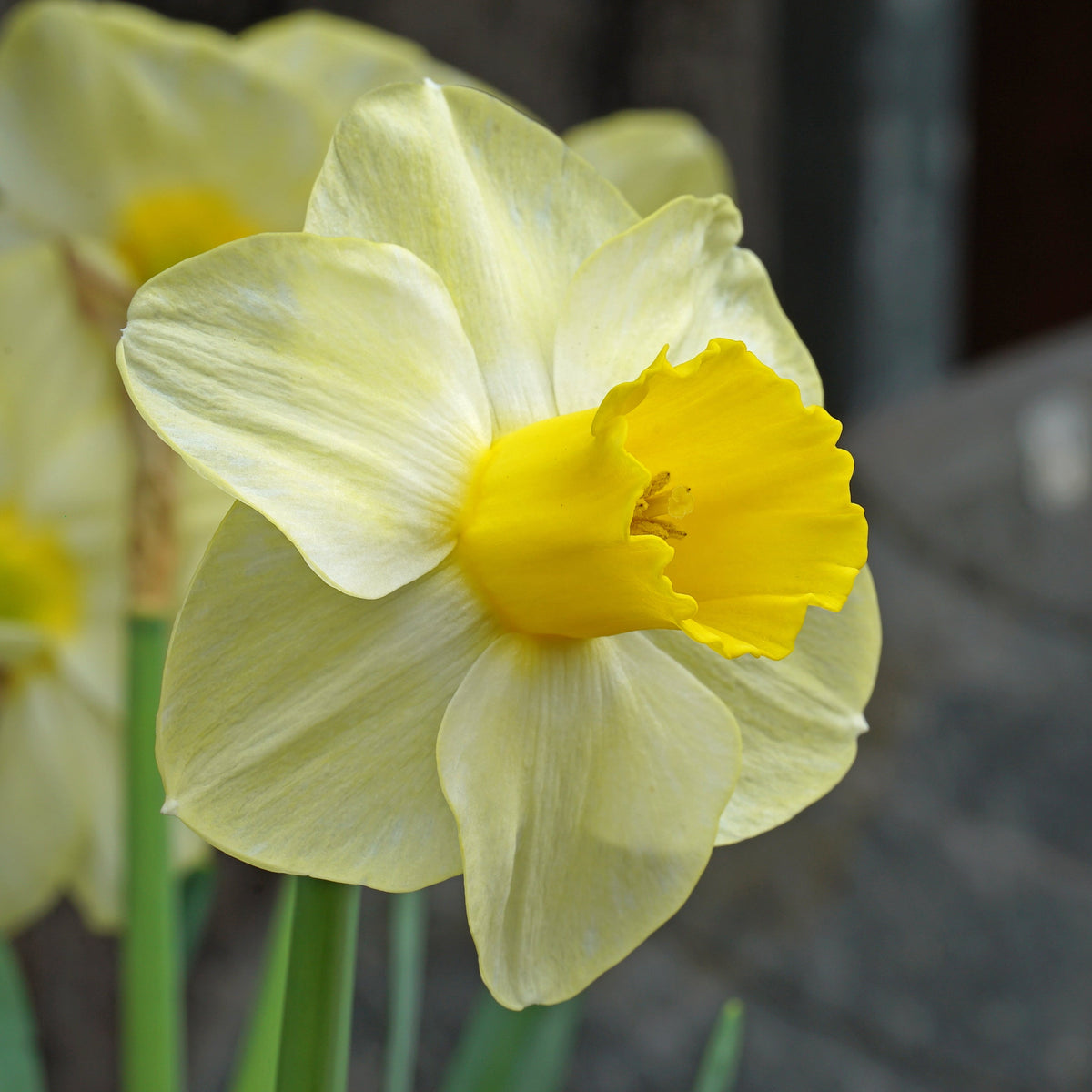 Perfect Ten - gele Trumpet narcis - Fluwel