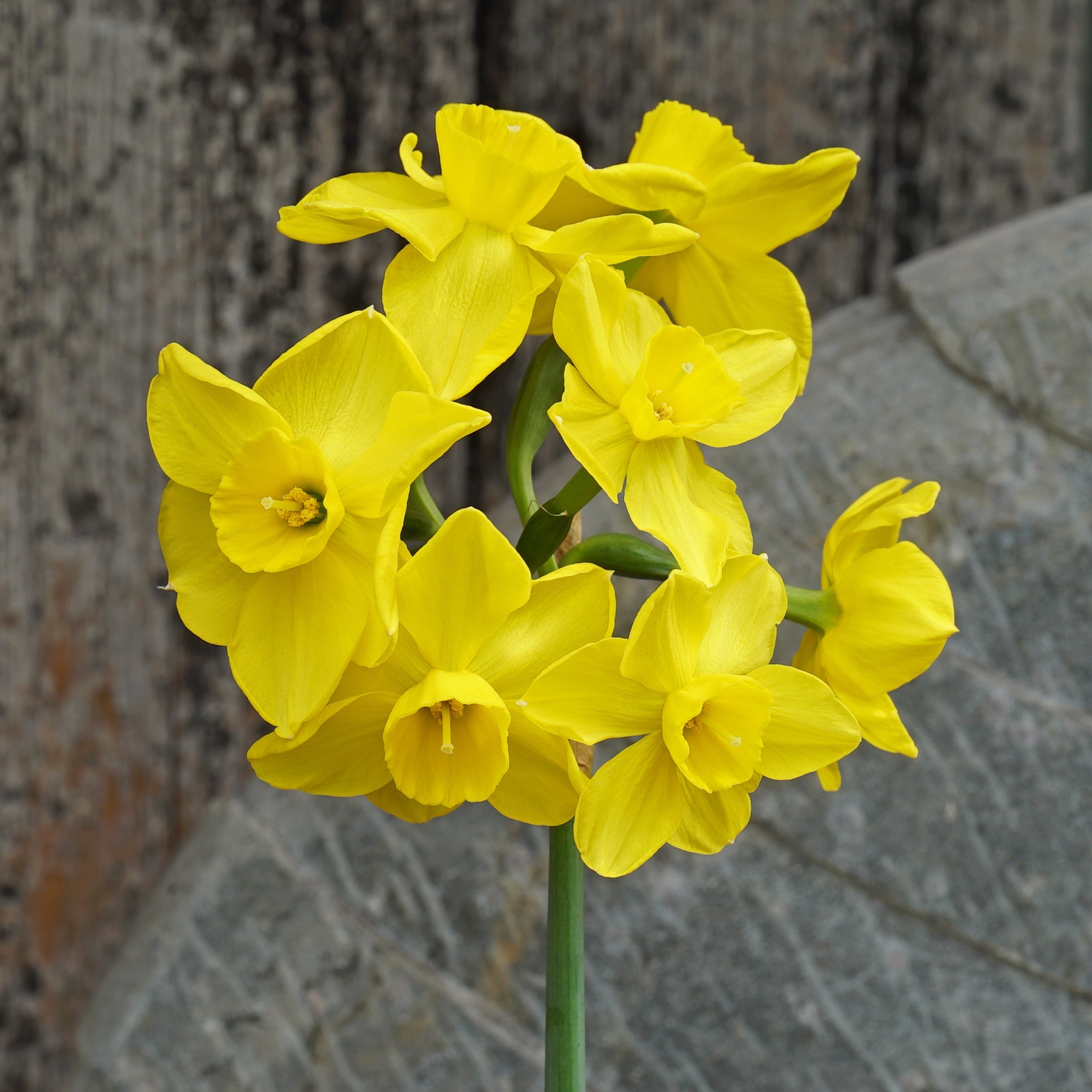 Perpetua - Special Narcissus - Fluwel