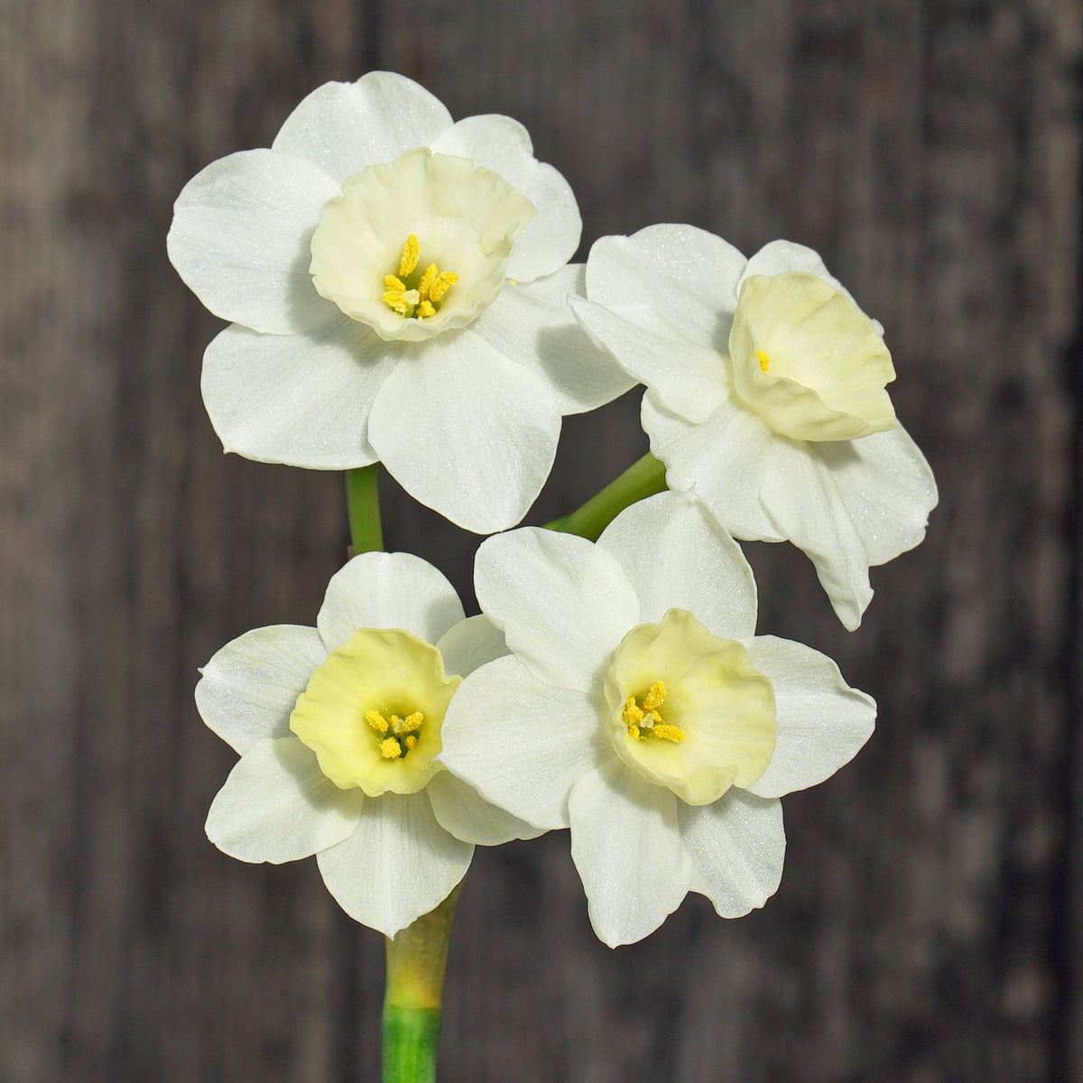 Peseta - wit-gele Tazetta narcis - Fluwel