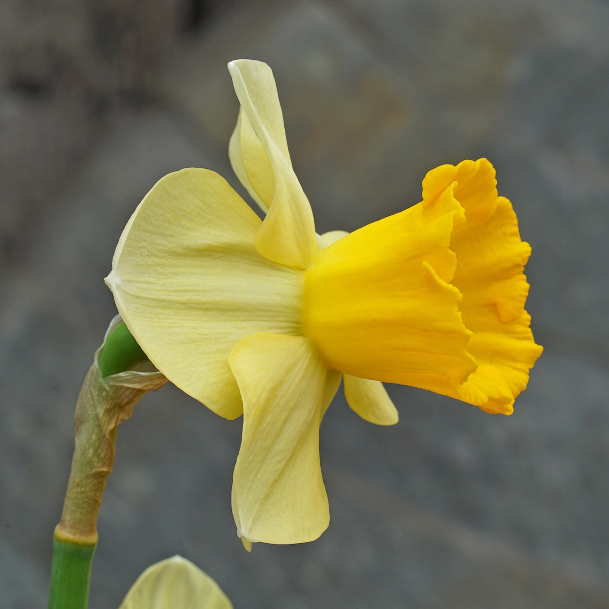 Pipo - Special Narcissus - Fluwel