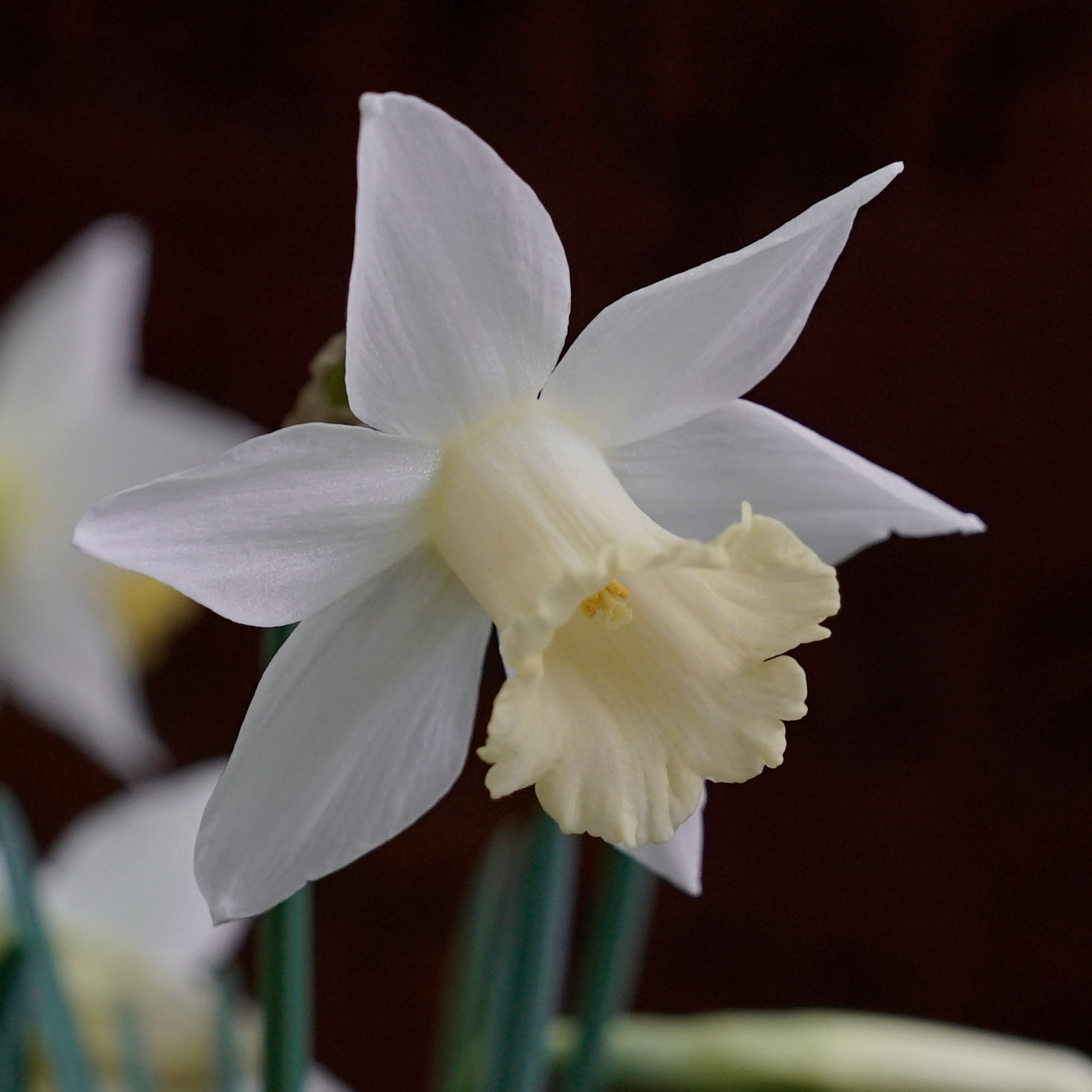 Pledge - Special Narcissus - Fluwel