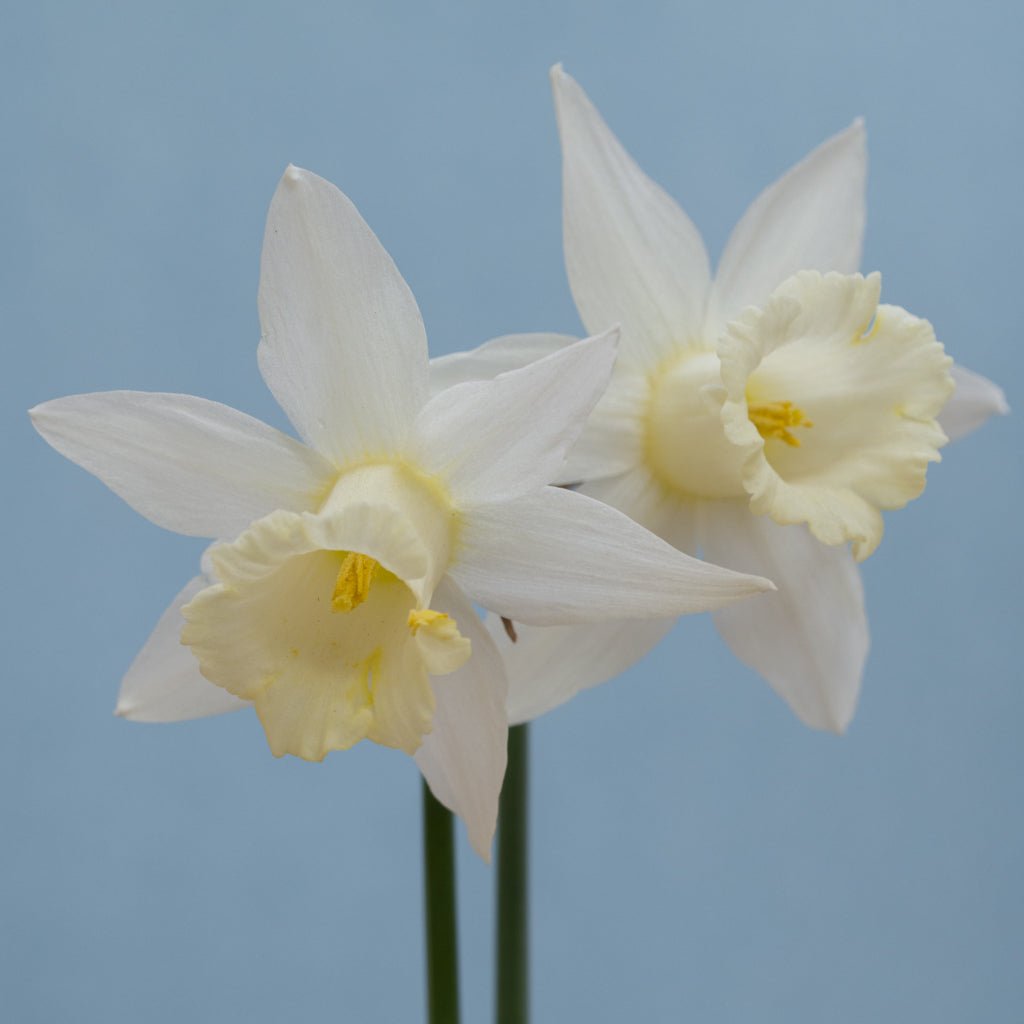 Pledge - witte Trumpet narcis - Fluwel
