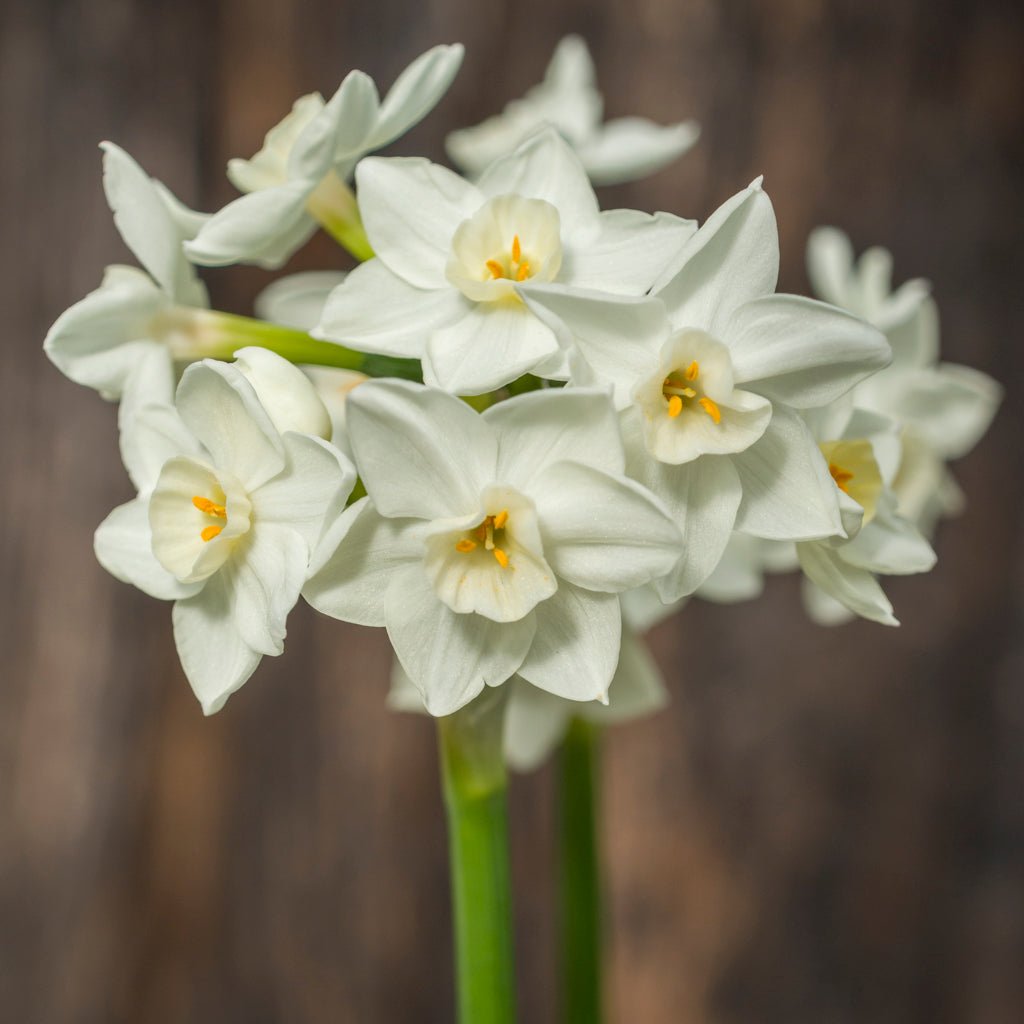 Polly's Pearl - Narcissus - Fluwel