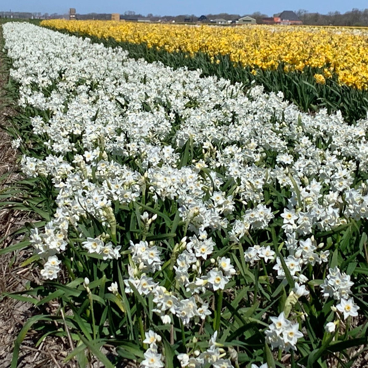 Polly's Pearl - Narcissus - Fluwel