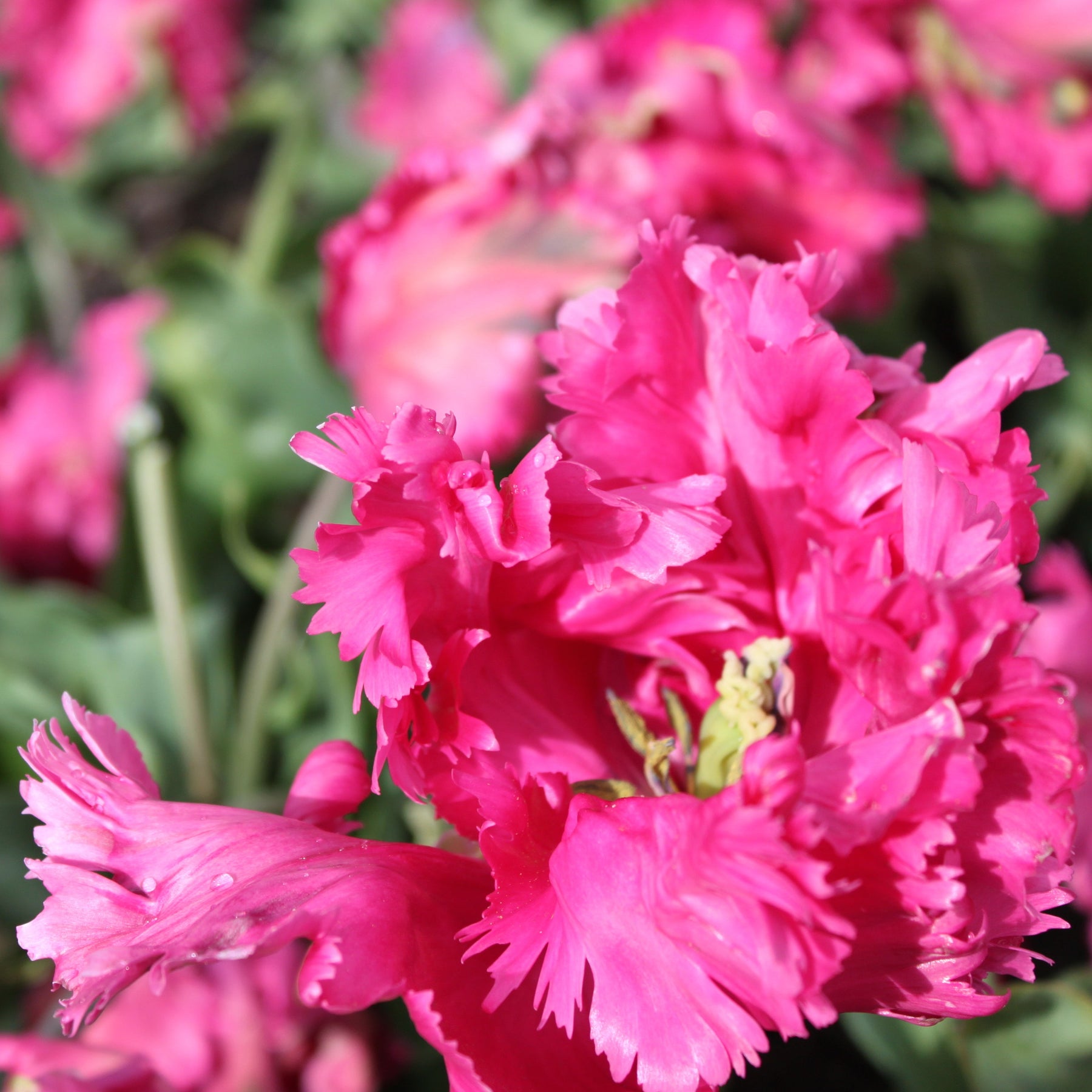 Power Parrot - Tulips - Fluwel