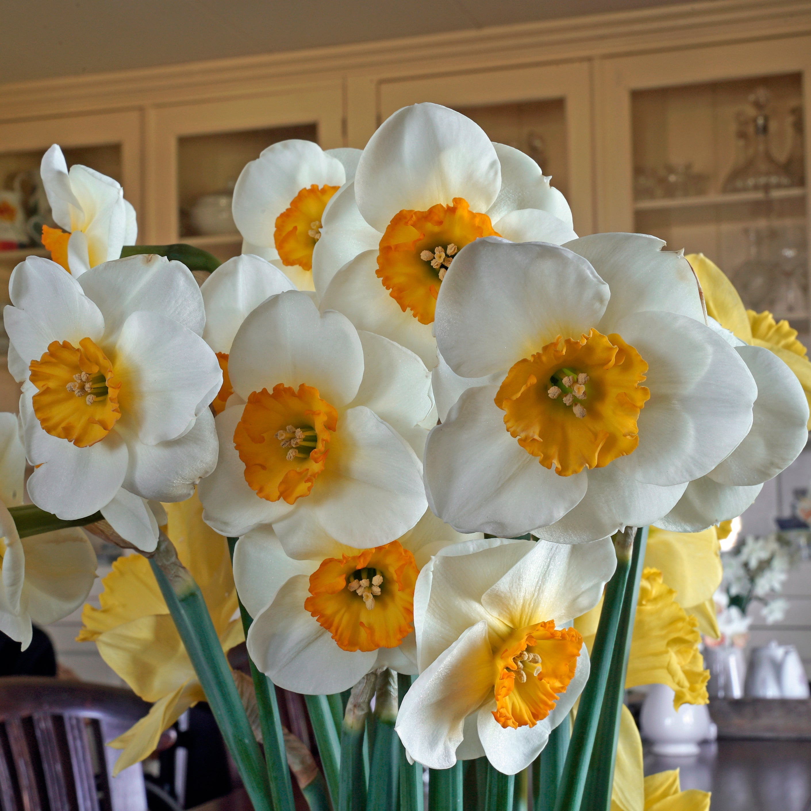 Pracht - Narcissus - Fluwel