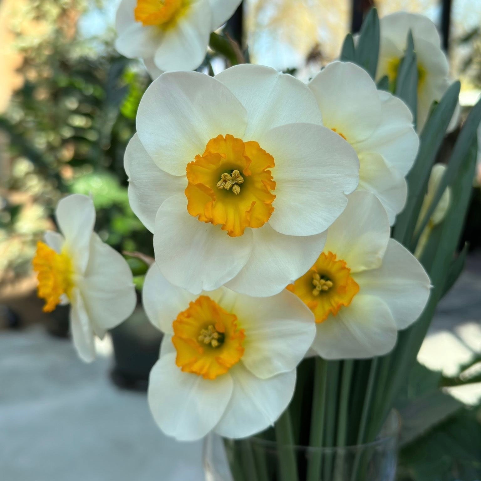 Pracht - Narcissus - Fluwel