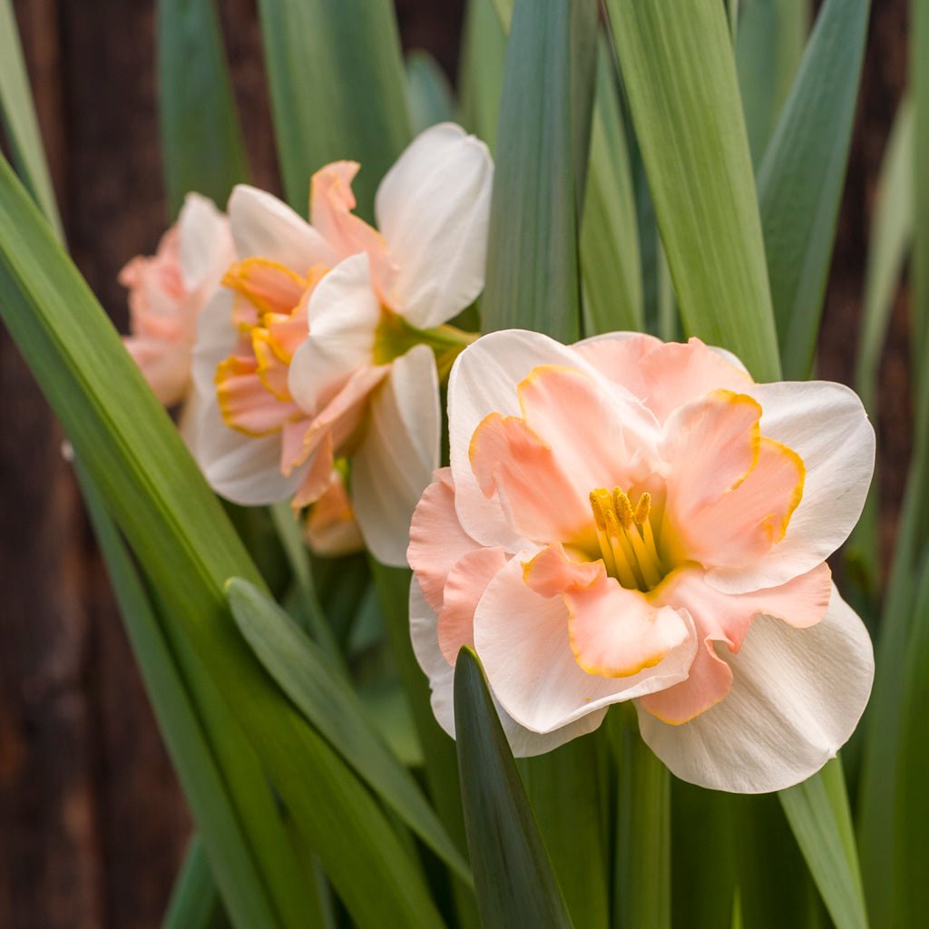 Prom Queen - Split-cupped narcis - Fluwel