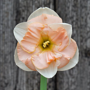 Prom Queen - Special Narcissus - Fluwel