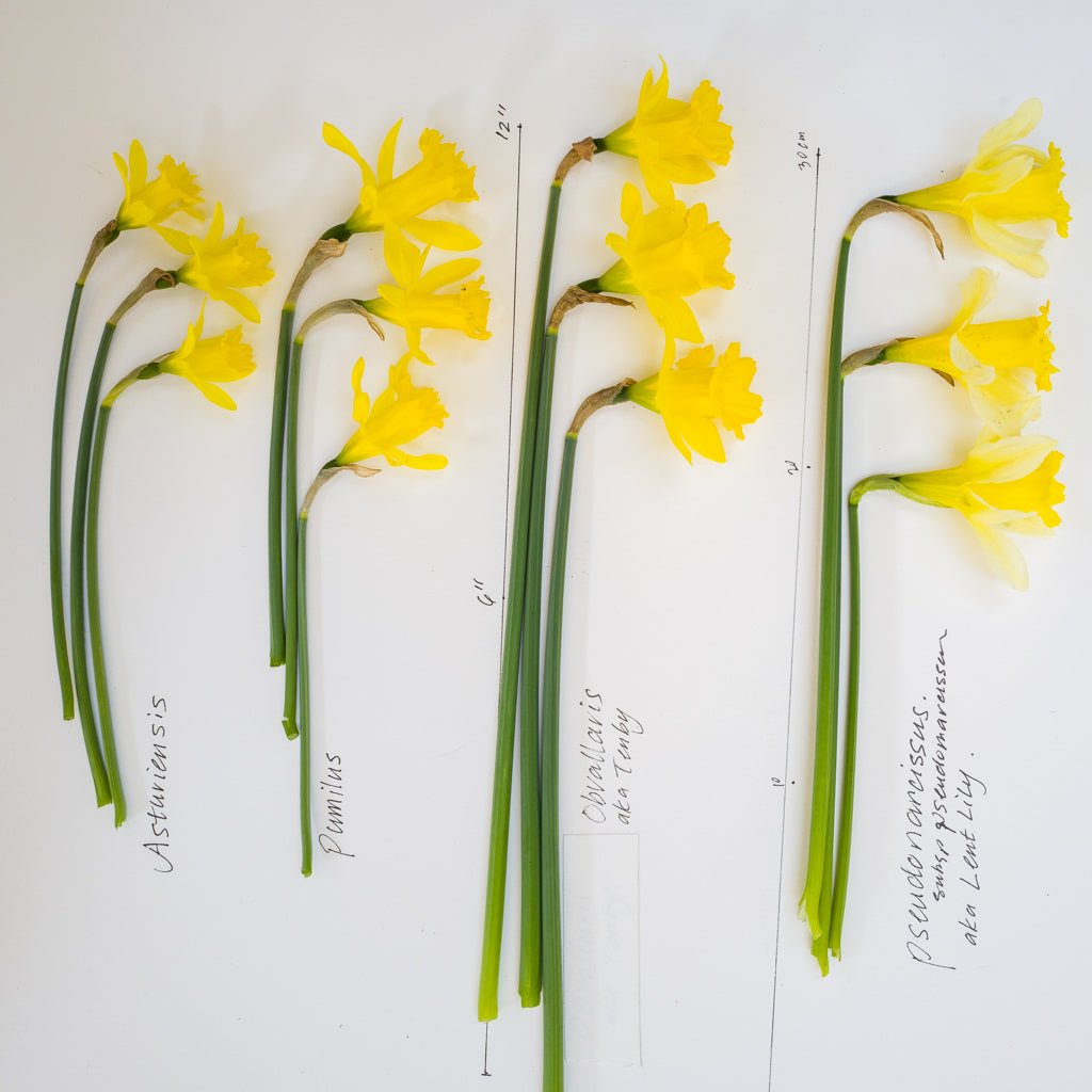 pumilus - gele narcis - Fluwel