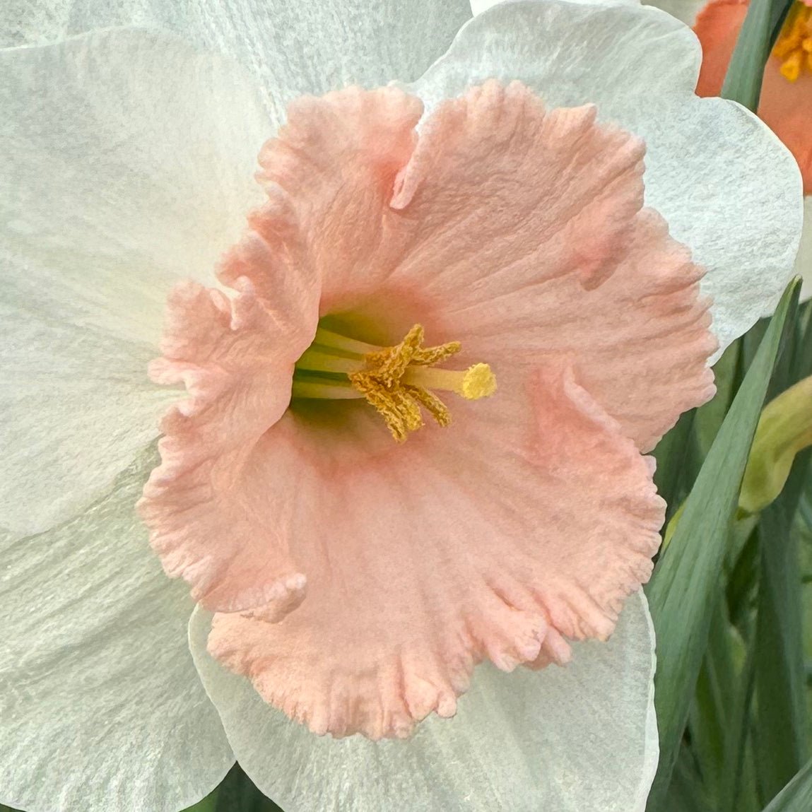 Pumpernikkeli - Large-cupped narcis - Fluwel