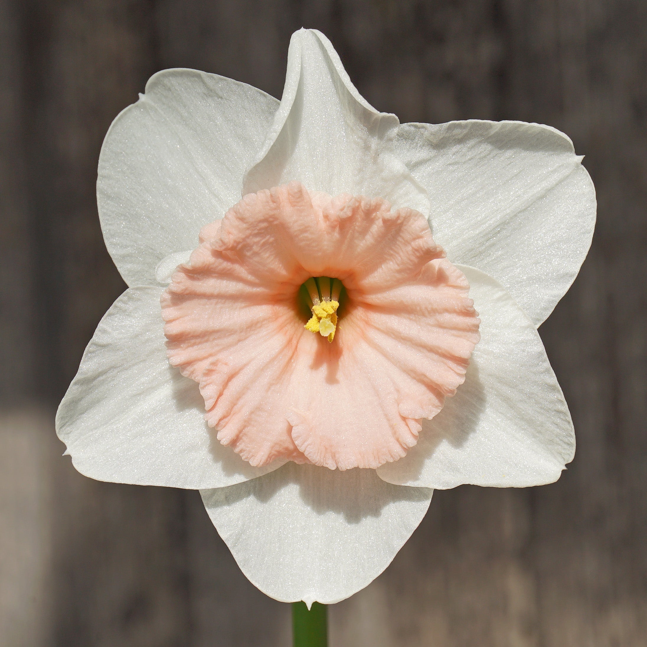 Pumpernikkeli - Special Narcissus - Fluwel